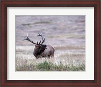 Framed Bull Elk in Montana