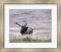 Framed Bull Elk in Montana