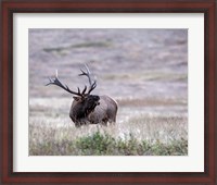 Framed Bull Elk in Montana