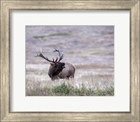 Framed Bull Elk in Montana