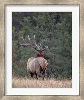 Framed Bull Elk in Montana II