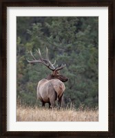 Framed Bull Elk in Montana II