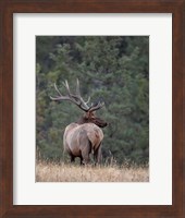 Framed Bull Elk in Montana II