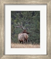 Framed Bull Elk in Montana II