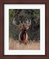 Framed Bull Elk in Montana III