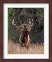 Framed Bull Elk in Montana III