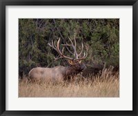 Framed Bull Elk in Montana IV