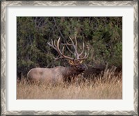 Framed Bull Elk in Montana IV