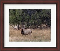 Framed Bull Elk in Montana V