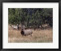 Framed Bull Elk in Montana V