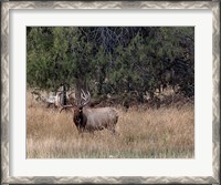 Framed Bull Elk in Montana V