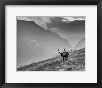 Framed Big Country Bull