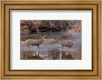 Framed Mule Deer Buck and Doe