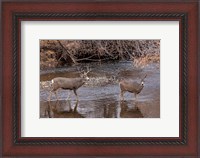 Framed Mule Deer Buck and Doe