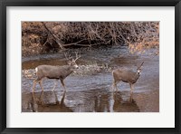 Framed Mule Deer Buck and Doe