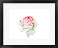 Framed Rose