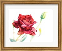 Framed Red Rose