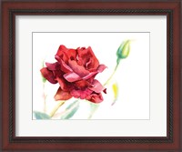 Framed Red Rose