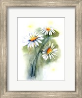 Framed Daisies