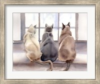 Framed Cats