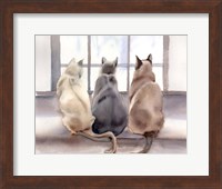 Framed Cats
