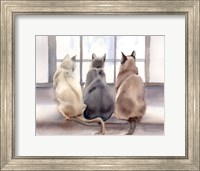 Framed Cats