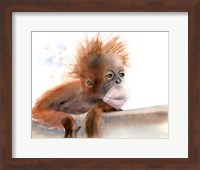 Framed Baby Monkey