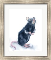 Framed Rat