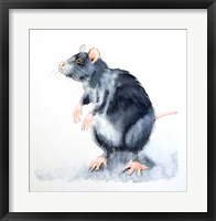 Framed Rat II