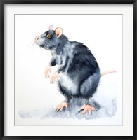 Framed Rat II