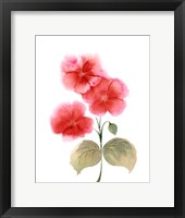 Red Flowers II Framed Print