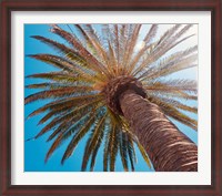 Framed Sunny Palms