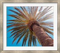 Framed Sunny Palms