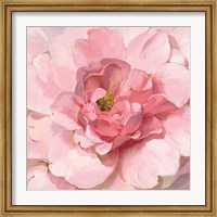 Framed Blushing Peony