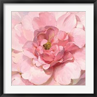 Framed Blushing Peony