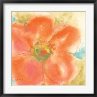 Coral Poppy II Framed Print