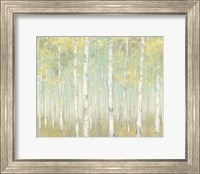 Framed Sylvan Birches