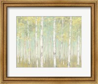 Framed Sylvan Birches