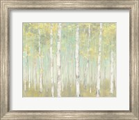 Framed Sylvan Birches