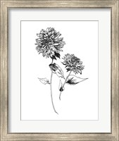 Framed Sketchbook Flowers on White IV