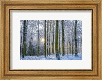Framed Frosty Forest