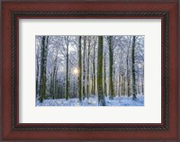 Framed Frosty Forest