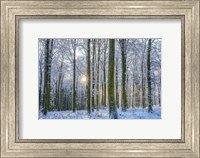 Framed Frosty Forest