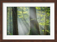 Framed Shower of Light