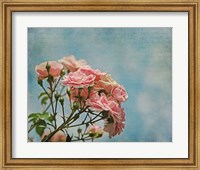 Framed Antique Roses with French Script