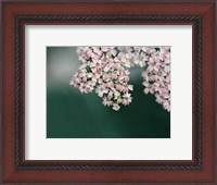 Framed Blush Pink Flowers