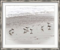 Framed Sandpipers