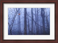 Framed Red Cardinal in a Blue Forest