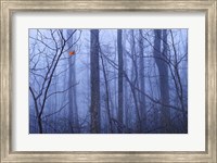 Framed Red Cardinal in a Blue Forest