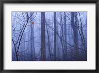 Framed Red Cardinal in a Blue Forest